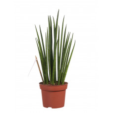 Sanseveria