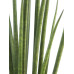 Sanseveria