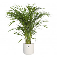 Goudpalm in ® ELHO b.for soft sierpot