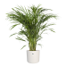 Goudpalm in ® ELHO b.for soft sierpot