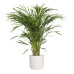 Goudpalm in ® ELHO b.for soft sierpot