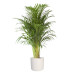 Goudpalm in ® ELHO b.for soft sierpot