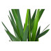 Yucca 