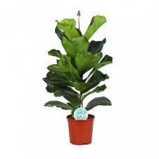 Ficus Lyrata