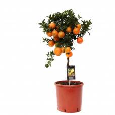 Citrus Mandarin