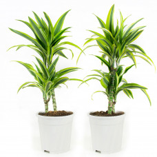 Dracaena fagans dermensis lemon lime