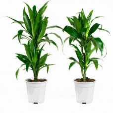 Dracaena fragans janet craig