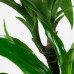 Dracaena fragans janet craig