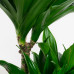 Dracaena fragans compacta