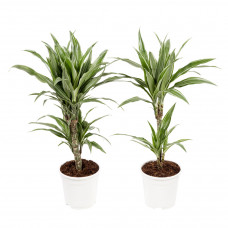 Dracaena Fragrans Warneckii