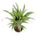 Dracaena Fragrans Warneckii