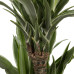 Dracaena Fragrans Warneckii