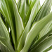 Dracaena Fragrans Warneckii