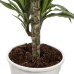 Dracaena Fragrans Warneckii