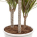 Dracaena Bicolour