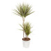 Dracaena Bicolour