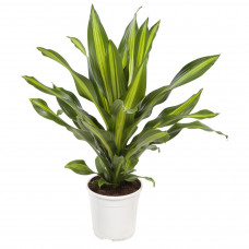 Dracaena Burley