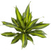 Dracaena Burley