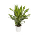 Dracaena Burley