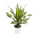 Dracaena Burley