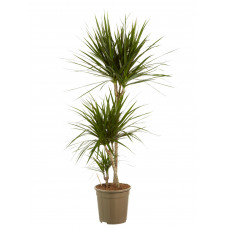 Dracaena Marginata