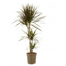 Dracaena Margenta