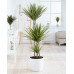 Dracaena Bicolour