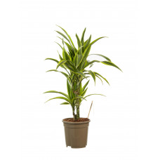 Dracaena lemon Lime