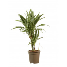 Dracaena White Stripe