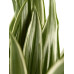 Dracaena White Stripe