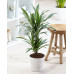 Dracaena White Stripe