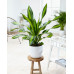 Dracaena Burley