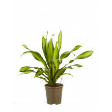 Dracaena Charley