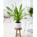 Dracaena Charley