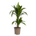 Dracaena Janet Graig