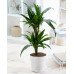 Dracaena Janet Graig