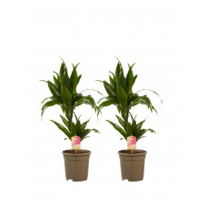 Dracaena Janet Graig