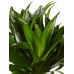 Dracaena Compacta