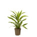 Dracaena lemon Lime, kopstek