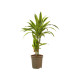 Dracaena lemon Lime