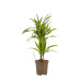 Dracaena lemon Lime