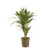 Dracaena White Stripe