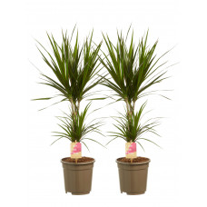 Dracaena Marginata