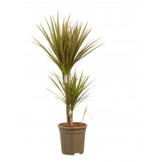 Dracaena Bicolour