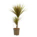 Dracaena Bicolour