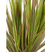 Dracaena Bicolour