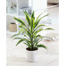 Dracaena lemon Lime, kopstek