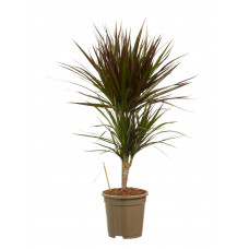 Dracaena Margenta