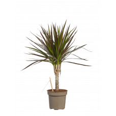 Dracaena Margenta