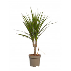 Dracaena Marginata